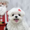 윈썸그루밍 이미지