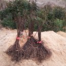 내서읍1171 이미지