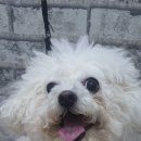 블링펫살롱 이미지