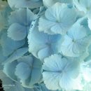 오늘나의정원 이미지