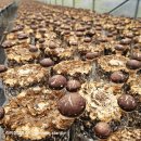 김미자농장 이미지