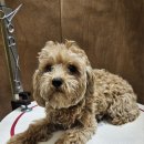 멜팅그루밍 이미지