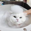 러브펫살롱 이미지