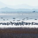 제26회 순천만 갈대축제(겨울) 이미지