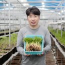 새싹인삼 장성농장
