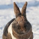 한복농장 이미지