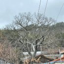 삼호3리 이미지