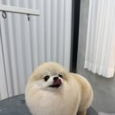 퍼피팸퍼 이미지