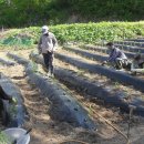 자유농장 이미지