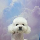예쁘개 이미지