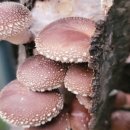 덕동농장 이미지