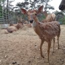 사슴자연 방목장 이미지