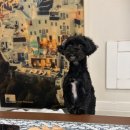 러블리 펫 이미지