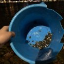 라고마르 이미지