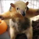 댕굴 댕굴 이미지