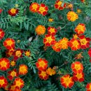 메리골드 이미지