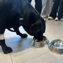 로이동물병원 이미지