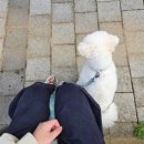 매너독반려견교육센터 이미지