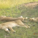 하쿠나마타타 이미지