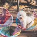 라온애견펜션 이미지