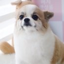 댕이쌀롱 이미지