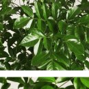 해피아울렛 이미지