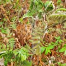 고비농장 이미지