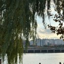 용산-446 | 노들섬 공사 전 막차 후기, 주말 오후 인파 및 주차 정보