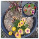 안민도로 입구(건강지압보도옆) | [등산]전국에서 으뜸가는 진달래 명산 창원 천주산 진달래꽃 군락지를 찾은 봄산행