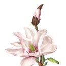 보테니컬 일러스트 이미지