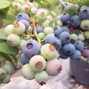 영진2농장 이미지