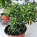 로즈마리 정원 이미지