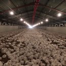 만수양계장 이미지