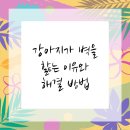 하나로동물병원 이미지