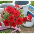 오늘나의정원 이미지