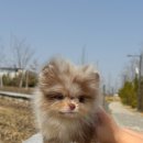 아르르펫 이미지