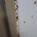 그리마 | 🏠 대전 중구 단독주택 바퀴벌레·그리마(돈벌레) 퇴치 작업 후기