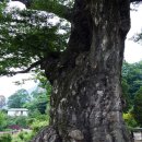 정선초교가수분교 이미지