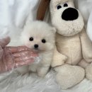 로얄독 강아지분양 화성동탄점 | 동탄강아지분양 검색하다가 연결된 드림독 인천 방문 경험 🐾