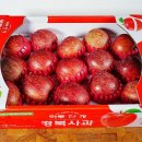 토마토의농비어천가