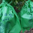 향기포도농원 이미지