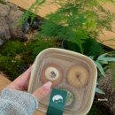 팔공산 카페 특별한 대구 개성주악 맛집인 녹태원