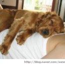 더 휴(B) 이미지