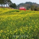 봄에 걷고 싶은 '전남 숲길' 5선...봄꽃 놀이 즐기며 피톤치드 만끽 이미지