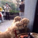 야