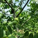 설성호두농원 이미지