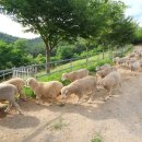 칠곡양떼목장 이미지