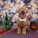 댕바라기 이미지