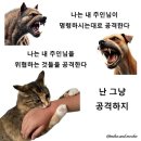 개와 고양이 이미지