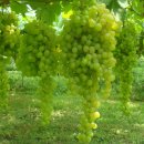 포도나무 이미지